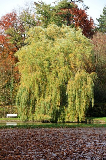 Tree Index