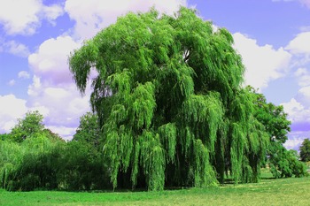 Tree Index