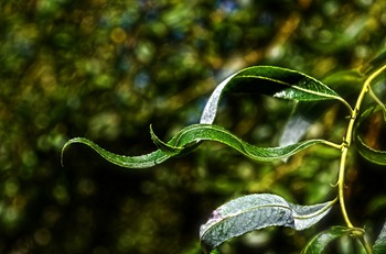 Tree Index