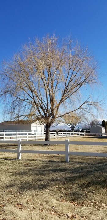 Tree Index