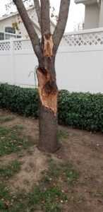 Dead or Alive: How to Tell if a Tree is Dead for Good or if it Can Be Saved