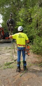 tree removal with crane