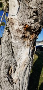 Dead or Alive: How to Tell if a Tree is Dead for Good or if it Can Be Saved