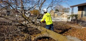 Dead or Alive: How to Tell if a Tree is Dead for Good or if it Can Be Saved