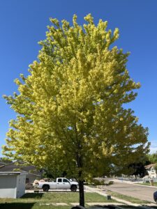 Dead or Alive: How to Tell if a Tree is Dead for Good or if it Can Be Saved