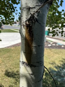 Dead or Alive: How to Tell if a Tree is Dead for Good or if it Can Be Saved