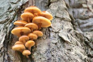 Dead or Alive: How to Tell if a Tree is Dead for Good or if it Can Be Saved